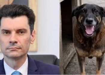 MP investiga abuso de delegado em caso do cão Orelha