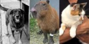 Gata-cachorro-e-capivara-relembre-ataques-recentes-contra-animais-1
