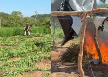 Polícia apreende tonelada de maconha em plantação no Maranhão