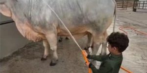 Fazenda de Murilo Huff combina luxo e vida raiz para filho de Marília Mendonça