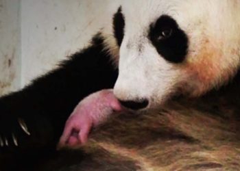 Primeiro filhote de panda da Indonésia é apresentado ao público