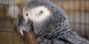 Passaros-do-amor-estudo-cientifico-revela-que-aves-podem-se-masturbar