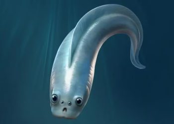 Divulgação/Xiangtong Lei, Sihang Zhang, Peiyun Cong/Nature