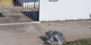 Pitbull-morto-atacar-pessoas-guarda-litoral-Parana-Guaratuba-1-960x592-1