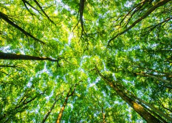 Resgate emocionante: jovem perdido na Floresta Amazônica