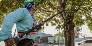 Regras sobre poda de árvore mudam e não são mais crime