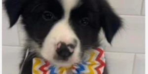 Filhote de border collie roubado em São Paulo é encontrado e adotado