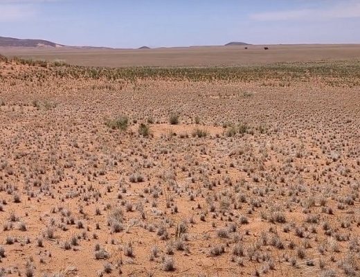 Formação dos círculos de fadas na Namíbia é explicada por estudos recentes