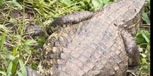 Jacaré surpreende moradores em Guaratuba, Paraná