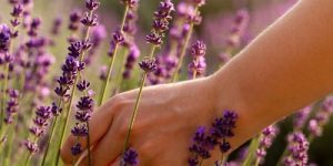 Band News FM Curitiba