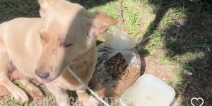 Animais feridos e mortos em tornado no Paraná mobilizam ajuda urgente