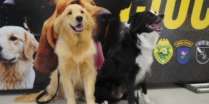 Fotos: Divulgação CBMPR.