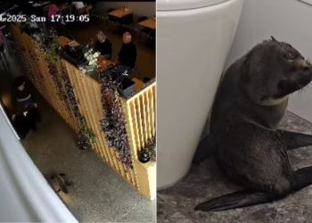 Foca invadiu bar na Nova Zelândia e gerou confusão entre clientes