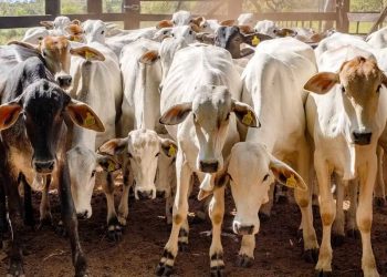 Prejuízo de R$ 70 mil após castração ilegal de gado em Monte Santo