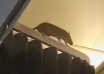 Incidente com ratazana em voo da KLM causa pânico em passageiros