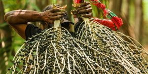 Entenda o processo de produção do açaí na COP30