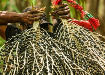 Entenda o processo de produção do açaí na COP30