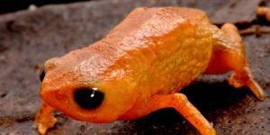 Brachycephalus lulai: sapo recebe nome do presidente Lula