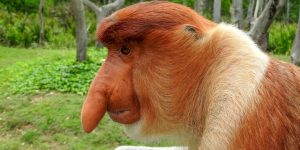 Os animais mais estranhos e curiosos do mundo