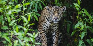 Jami Tarris/Getty Images