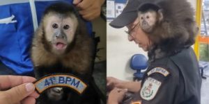 PM resgataram um macaco -prego durante uma abordagem policial na Zona Norte do Rio • Reprodução