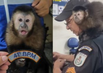 PM resgataram um macaco -prego durante uma abordagem policial na Zona Norte do Rio • Reprodução