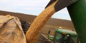 China adquire 10 cargas de soja dos EUA após diálogo entre Trump e Xi