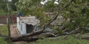 Após chuva forte, árvore cai em terreno de residência em Paulista, no Grande Rec