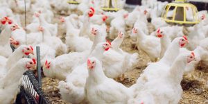 Santander prevê aumento na oferta de frango em 2026