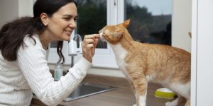 10 dicas para oferecer petiscos a gatos com segurança e equilíbrio