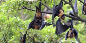OMS atualiza alerta sobre vírus Nipah na Índia e aponta diferenças em relação à Covid-19