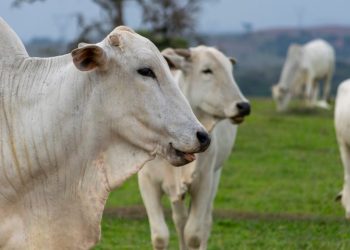 Expectativa de perda de US$ 3 bilhões no Brasil em 2026 devido a salvaguardas chinesas