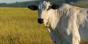 Santander alerta desequilibrio nas cotas de carne bovina da China