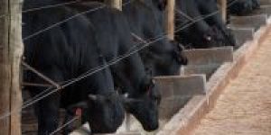 boi-pecuaria-bovinocultura-credito-Wenderson-Araujo-CNA-6