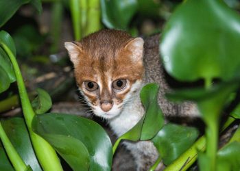 Reprodução / DNP, Panthera Thailand