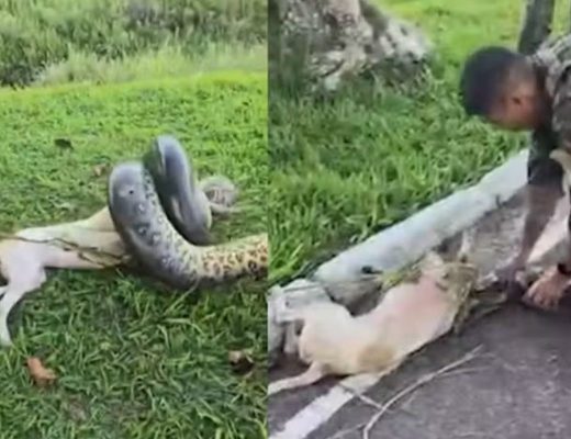Cachorro atacado por sucuri de 3 metros em quartel do Exército