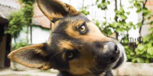 Foto: Foto/love.doghero.com.br