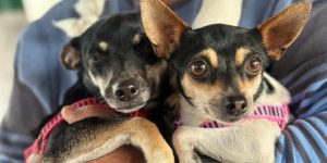 caes-gatos-atendimento-veterinario-vacinacao-graca-curitiba-veja-datas-locais-vet-movel-960x592-1