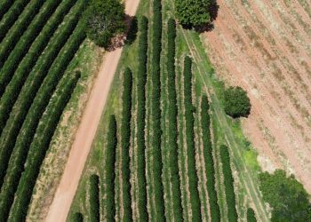 Joint venture investe R$ 1 bilhão para criar a maior fazenda de café do mundo em Minas Gerais
