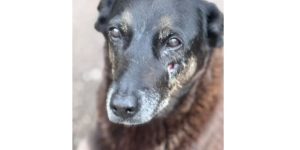 Justiça determina exclusão de dados de adolescentes suspeitos de matar cão Orelha