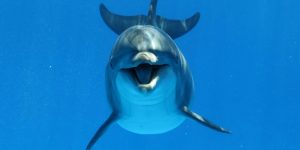 Golfinhos e Alzheimer: estudo revela sintomas preocupantes