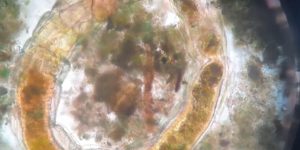 Seres vivos ressurgem após 130 anos em Toronto