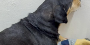 Cachorro comunitário foi morto a tiros por policial militar no RS