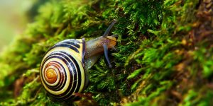 Entenda a ética por trás da eliminação de animais invasores