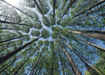 Terceiro leilão do eco invest mobiliza r$ 53 bilhões em investimentos sustentáveis