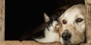 closeup-shot-of-the-snouts-of-a-cute-dog-and-a-cat-sitting-cheek-to-cheek-e1726249546426