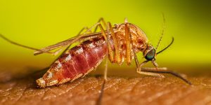 culex-quinquefasciatus-female-feeding-16-9