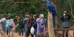 d-prf0691-_parque_das_aves_-_foz_do_iguacu_-_pr_-_zig_koch