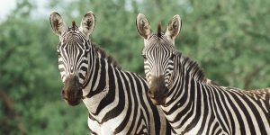 James Warwick/Getty Images