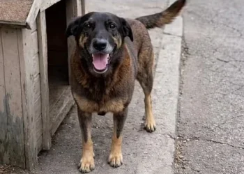 Mulher assume autoria de fake news sobre cachorro em Minas Gerais